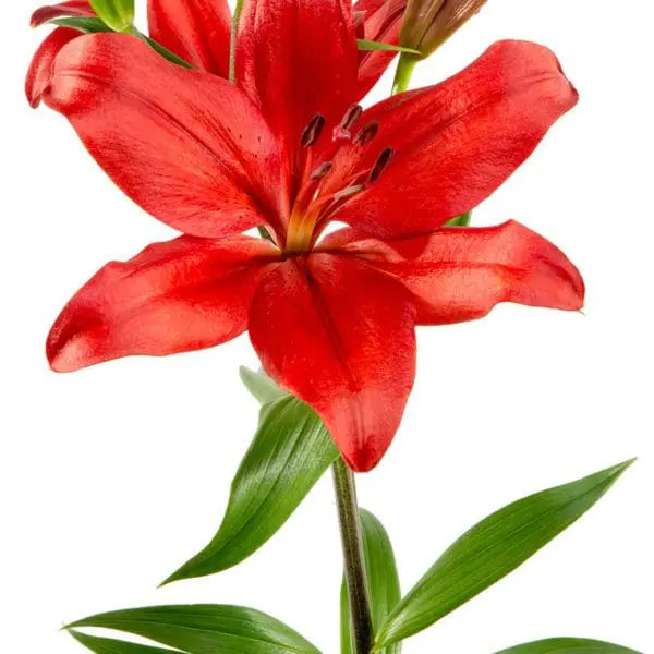 A red flower with green leaves on it.