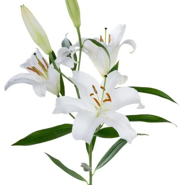 A white flower with green leaves on it.