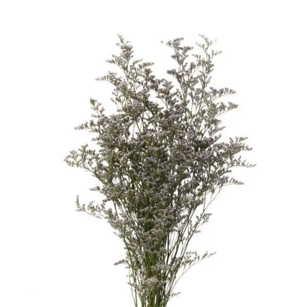 A tall plant with lots of purple flowers.