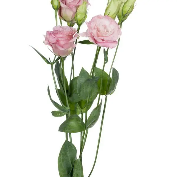 A bunch of pink flowers with green leaves.