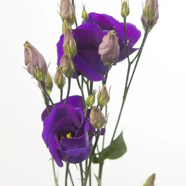 A purple flower with buds and stems on a white background