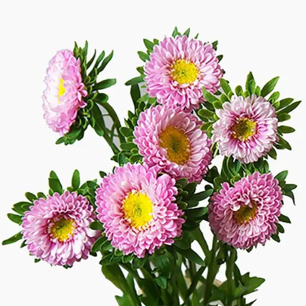 A bunch of pink flowers with green leaves.