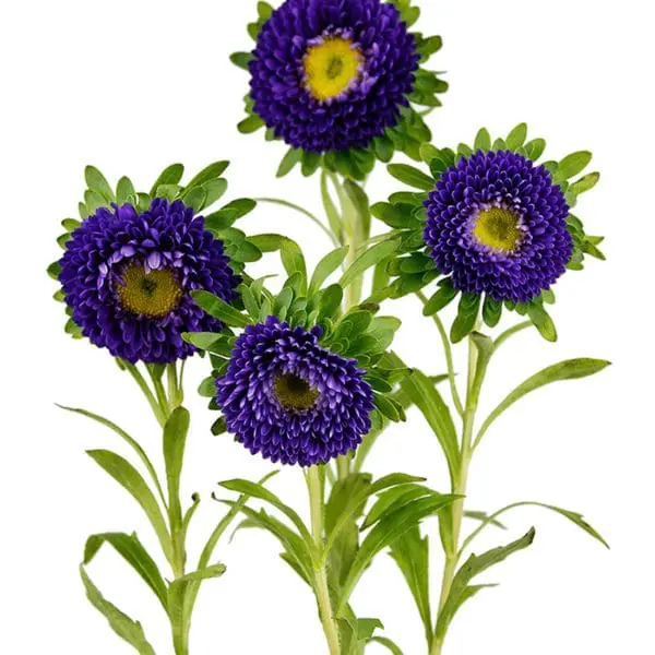 A group of purple flowers with green leaves.