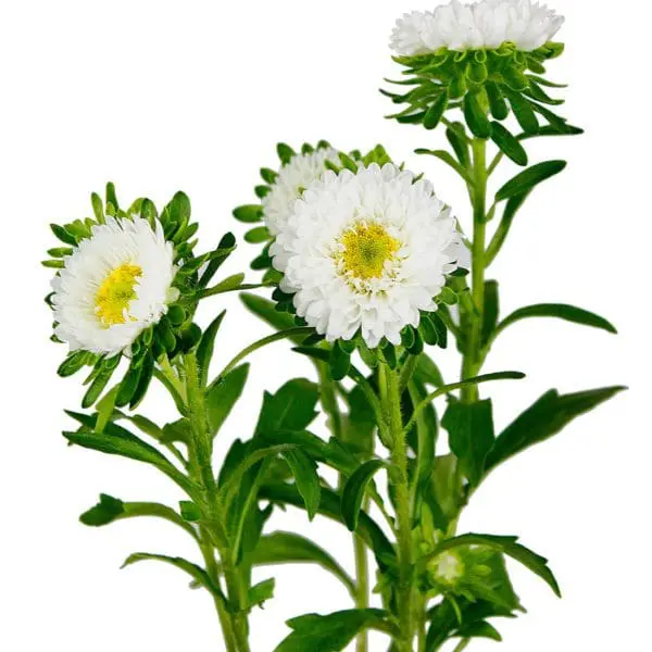 A group of white flowers with green stems.