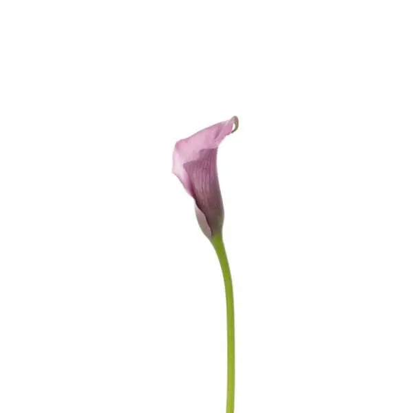 A pink flower is shown on the stalk.