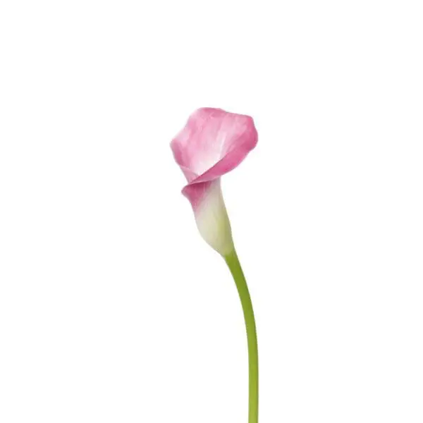 A pink flower with green stem and leaves.