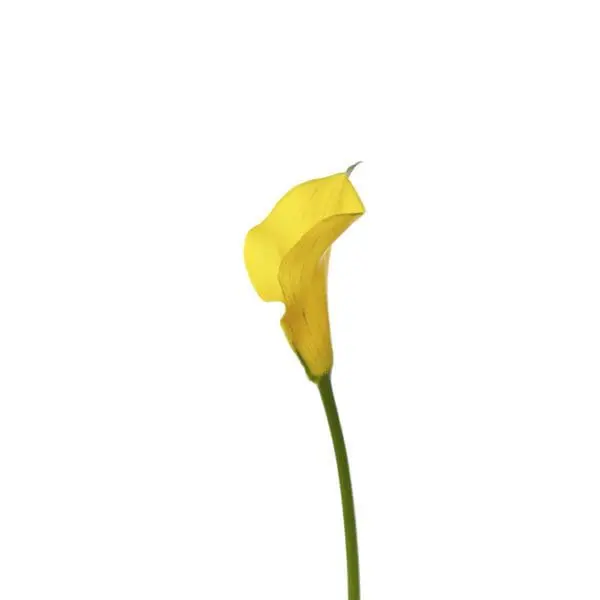 A yellow flower with green stems and leaves.