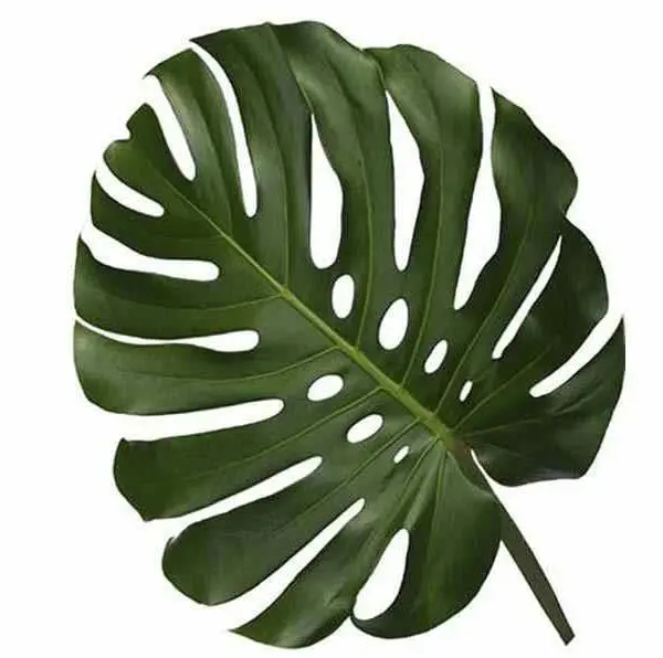 A large green leaf is shown on the white background.