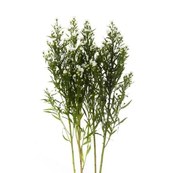 A close up of some flowers on a white background