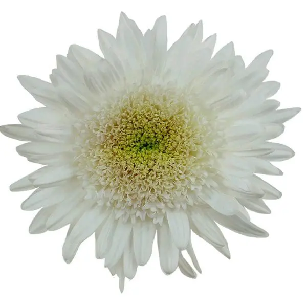 A white flower with yellow center and green tips.