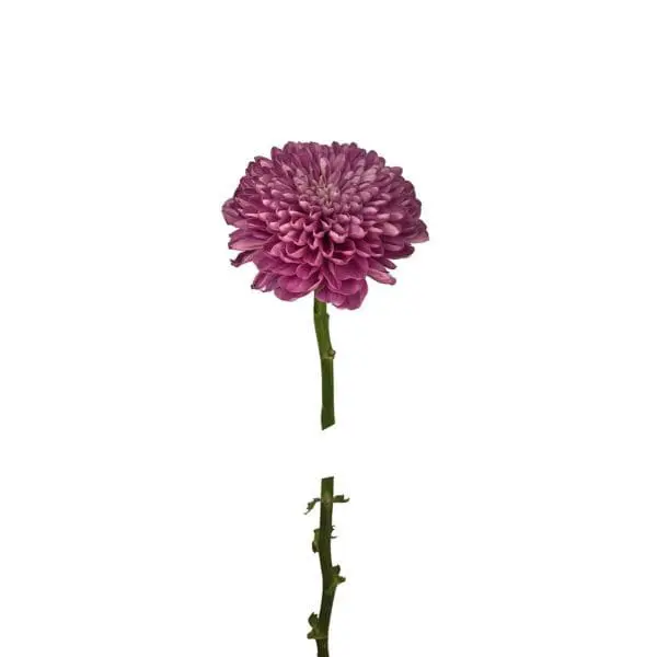 A single flower is shown in the middle of two images.