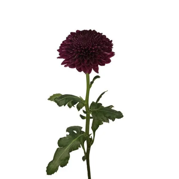 A purple flower with green leaves on a white background