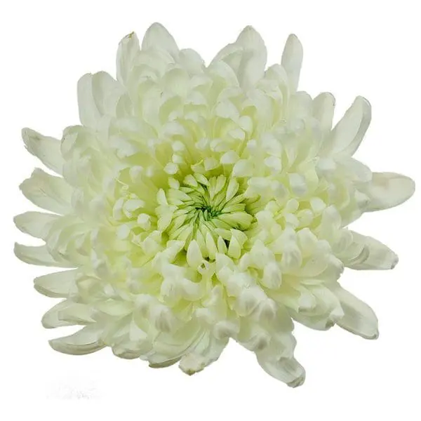 A white flower with green center and yellow tips.