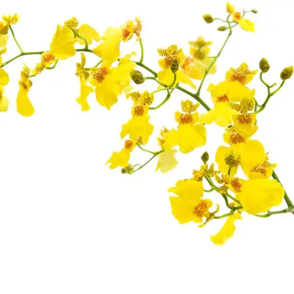 A branch of yellow flowers on a white background