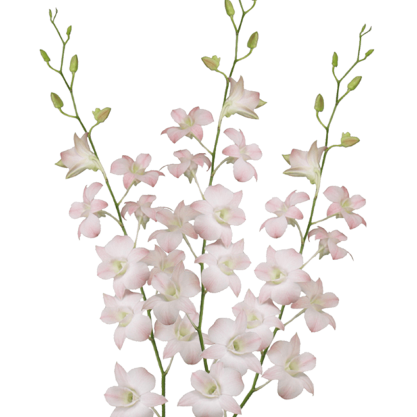 Dendrobium Orchid, Light Pink