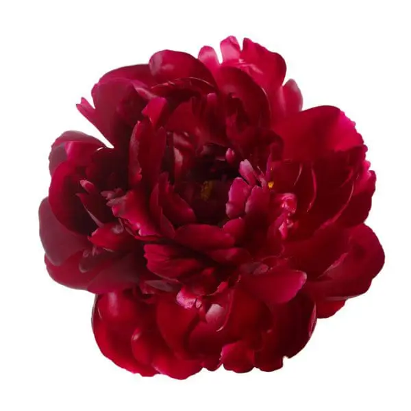 A red flower is shown on the white background.