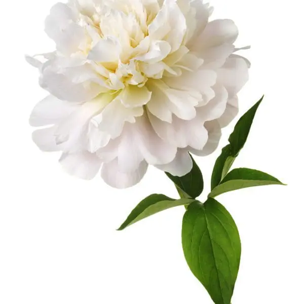 A white flower with green leaves on it.