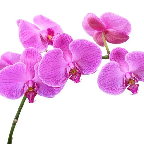 A close up of some purple flowers on a white background