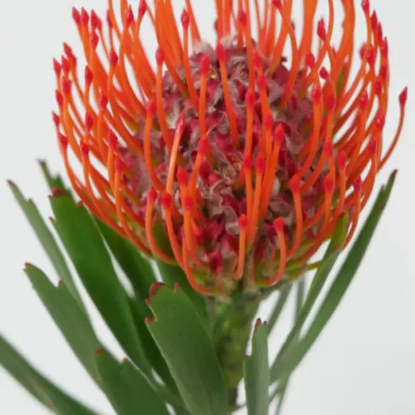 A close up of the flower of an orange plant.