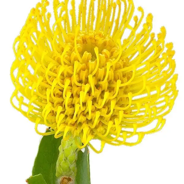 A yellow flower with green leaves on it.