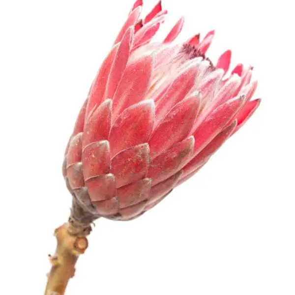 A pink flower with white petals on it's stem.