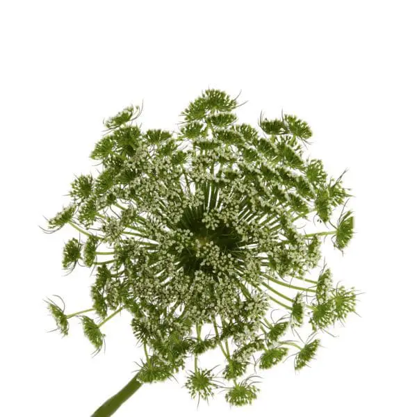 A close up of the top of an umbellifer plant.