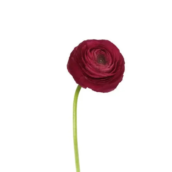 A red flower is shown on the stem.