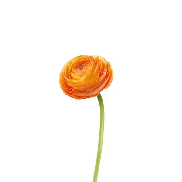 A single orange flower with green stems.