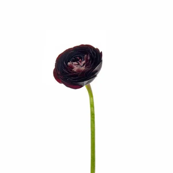 A single flower is shown in this image.