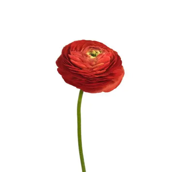 A red flower is shown on the stem.