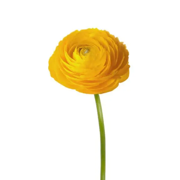 A yellow flower is shown on the stem.