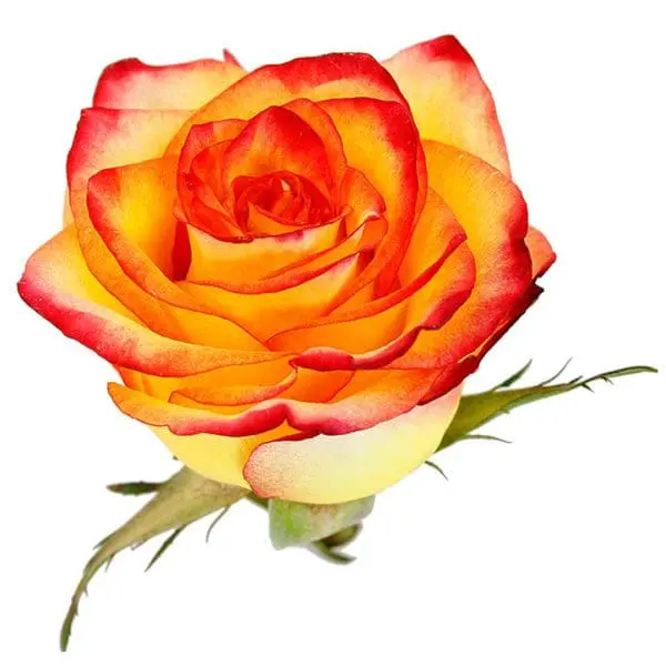 A yellow and red rose with green leaves.