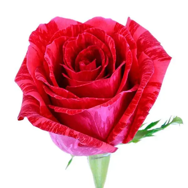 A red rose is shown on the white background.