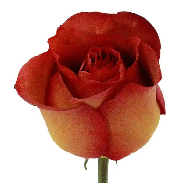 A red rose is shown on a white background.