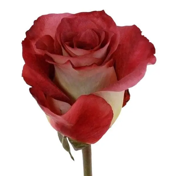 A red rose with white petals on a stem.