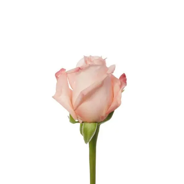 A single pink rose with green stems and leaves.