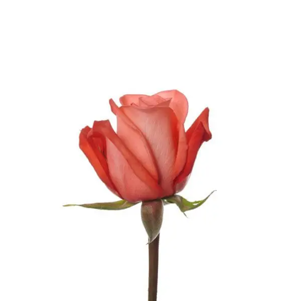 A single red rose with green stem and leaves.