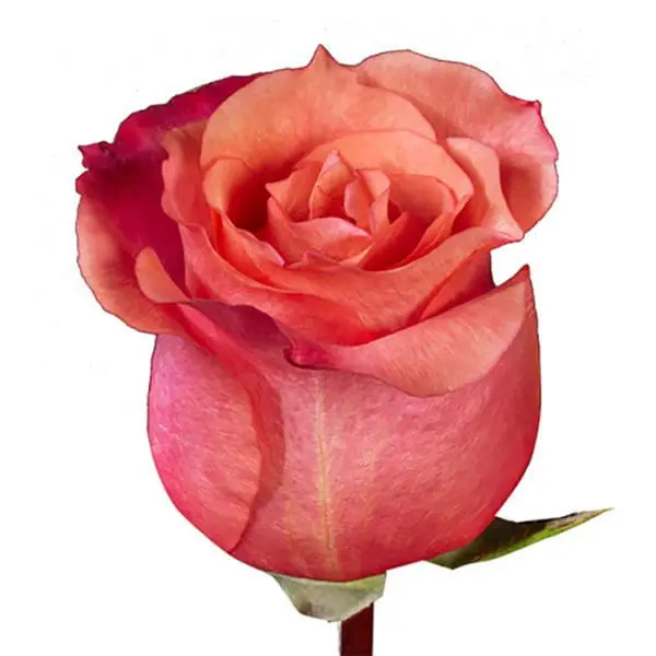 A pink rose is shown on top of the stem.