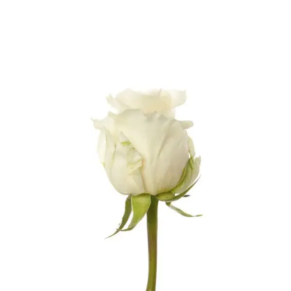 A single white rose is shown on the stem.