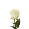 A single white rose with green leaves on it.