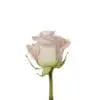 A single pink rose with green stem and leaves.