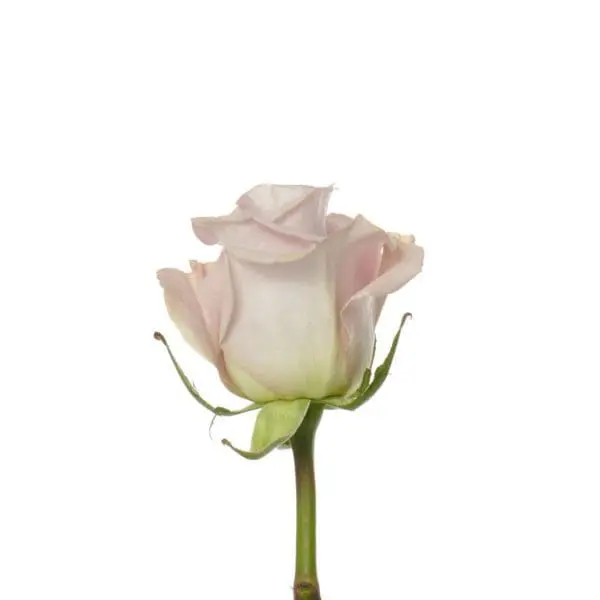 A single pink rose with green stem and leaves.