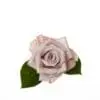 A pink rose with green leaves on a white background