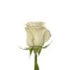 A single white rose with green stems and leaves.