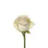 A single white rose is shown on a white background.