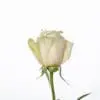 A single white rose with green stems and leaves.