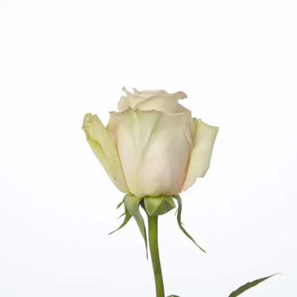 A single white rose with green stems and leaves.