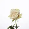 A single white rose with green leaves on the stem.