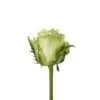 A single green rose with leaves on it.