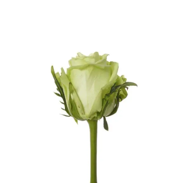 A single green rose with leaves on it.